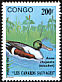 Northern Shoveler Spatula clypeata  1991 Wild ducks 