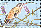 Tawny-bellied Hermit Phaethornis syrmatophorus  2000 Hummingbirds Sheet