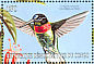 Collared Inca Coeligena torquata  2000 Hummingbirds  MS