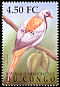 Namaqua Dove Oena capensis  2000 Birds of Congo 