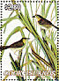 Seaside Sparrow Ammospiza maritima  1985 Audubon  MS MS