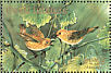 Rarotonga Monarch Pomarea dimidiata  1989 WWF  MS MS