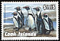 African Penguin Spheniscus demersus