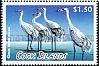 Whooping Crane Grus americana