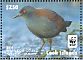 Spotless Crake Zapornia tabuensis  2014 WWF  MS