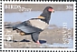 Bateleur Terathopius ecaudatus  2018 Birds of prey White frames