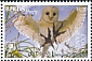 Eastern Barn Owl Tyto javanica