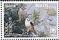 Letter-winged Kite Elanus scriptus  2018 Birds of prey White frames