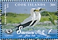 Masked Booby Sula dactylatra  2019 Suwarrow Atoll Sheet