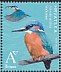 Common Kingfisher Alcedo atthis