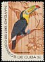 Keel-billed Toucan Ramphastos sulfuratus  1967 Christmas 