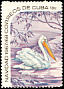 American White Pelican Pelecanus erythrorhynchos  1967 Christmas 