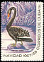 Black Swan Cygnus atratus  1967 Christmas 