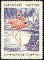 American Flamingo Phoenicopterus ruber