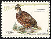 Northern Bobwhite Colinus virginianus