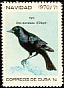 Cuban Blackbird Ptiloxena atroviolacea  1970 Christmas 