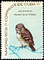 Cuban Pygmy Owl Glaucidium siju  1970 Christmas 