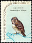 Cuban Pygmy Owl Glaucidium siju