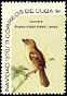 Cuban Solitaire Myadestes elisabeth