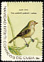 Cuban Vireo Vireo gundlachii  1970 Christmas 