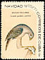 Gundlach's Hawk Accipiter gundlachi