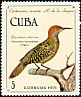 Fernandina's Flicker Colaptes fernandinae  1971 Ramon de la Sagra 