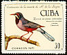 Red-legged Thrush Turdus plumbeus  1971 Ramon de la Sagra 