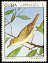 Cuban Vireo Vireo gundlachii  1975 Endemic birds 