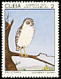 Bare-legged Owl Margarobyas lawrencii  1975 Endemic birds 