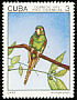 Cuban Parakeet Psittacara euops