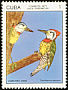 Cuban Green Woodpecker Xiphidiopicus percussus  1977 Endemic birds 