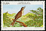 Cuban Solitaire Myadestes elisabeth