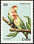 Rosy-faced Lovebird Agapornis roseicollis  1984 Cuban wildlife 8v set
