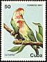 Rosy-faced Lovebird Agapornis roseicollis