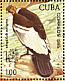 Andean Condor Vultur gryphus  1985 Argentina 85  MS