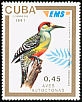 West Indian Woodpecker Melanerpes superciliaris