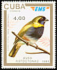 Cuban Grassquit Phonipara canora