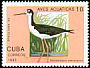 Black-necked Stilt Himantopus mexicanus