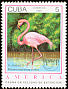 American Flamingo Phoenicopterus ruber  1993 America 
