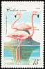 American Flamingo Phoenicopterus ruber