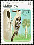 West Indian Woodpecker Melanerpes superciliaris  1995 America 