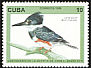 Belted Kingfisher Megaceryle alcyon  1996 Gundlach 