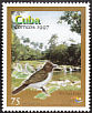 Giant Kingbird Tyrannus cubensis  1997 Tourism: Valle de Vinales, Cayo Jutia, Soroa, Rio San Juan 