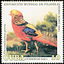 Golden Pheasant Chrysolophus pictus