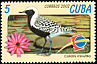 Grey Plover Pluvialis squatarola