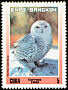 Snowy Owl Bubo scandiacus