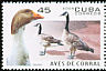Canada Goose Branta canadensis  2006 Domestic birds 