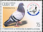 Rock Dove Columba livia