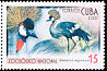 Grey Crowned Crane Balearica regulorum