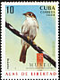 Cuban Solitaire Myadestes elisabeth